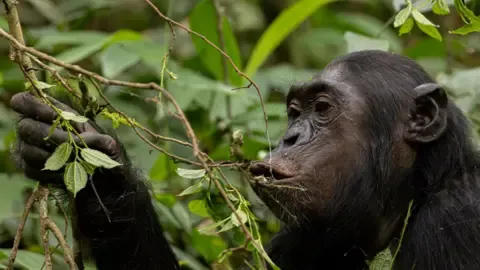 Wild Chimps Drinking a Daily Dose of One Lager Per Day from Ripe Produce, Research Reveals