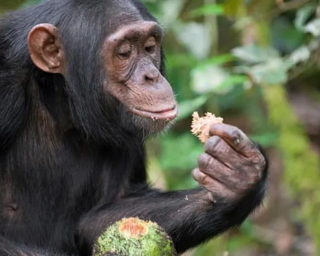 Apes Ingest Daily Ethanol Equivalent to a Lager from Ripe Figs
